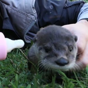 Meet your Posher, Cole